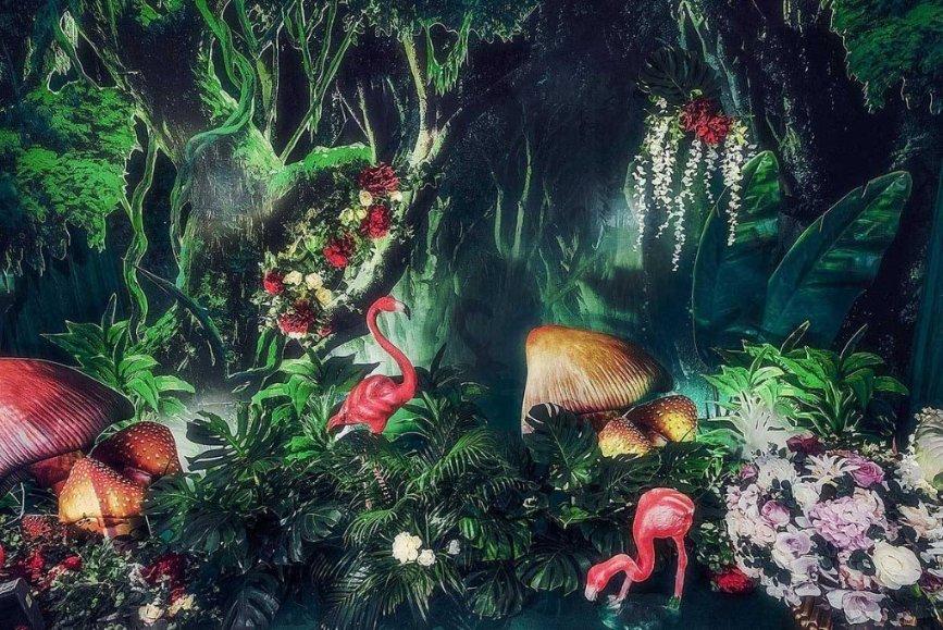 植物臭牡丹长什么样子的?,解锁智慧